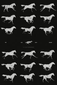 The Runaway Horses